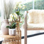 Lausanne orchidee wit